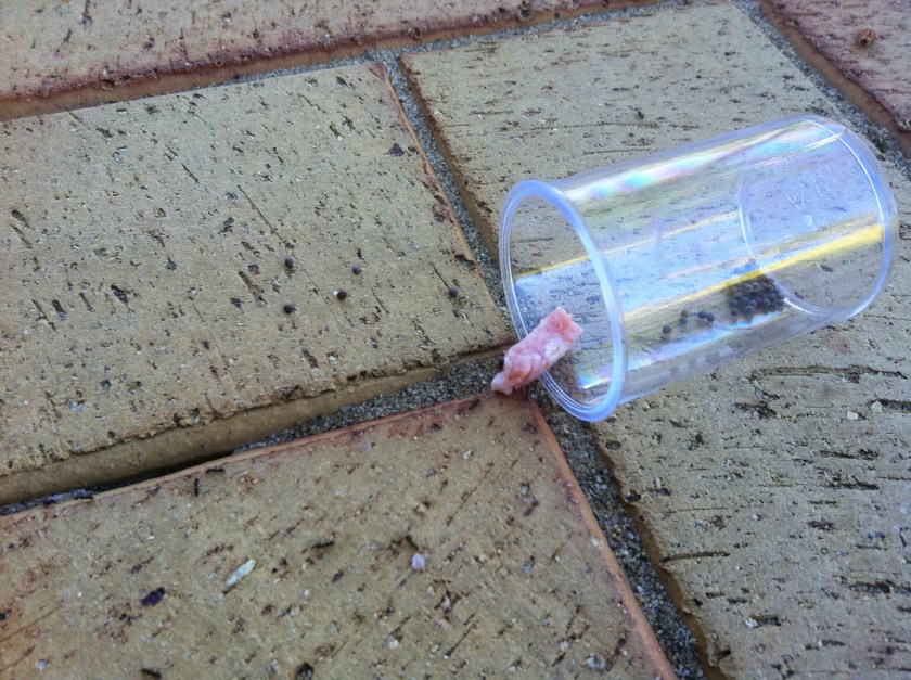 Luring ants with mustard seeds and bacon